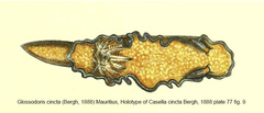 Glossodoris cincta