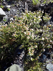 Veronica pinguifolia