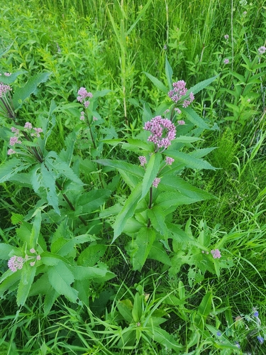 spotted Joe-Pye weed