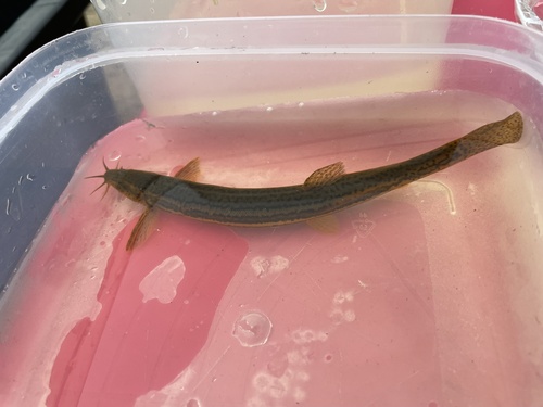 Weatherfish (Misgurnus fossilis) — Cobitidae — 2