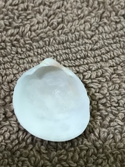 Laevicardium serratum