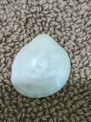 Laevicardium serratum