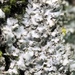 Hairy Shadow Lichen - Photo (c) Samuel Brinker, some rights reserved (CC BY-NC), uploaded by Samuel Brinker