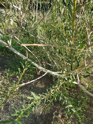 Salix ledebouriana, photograph 3