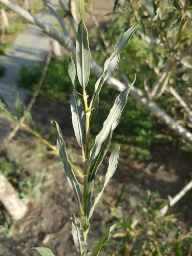 Salix ledebouriana