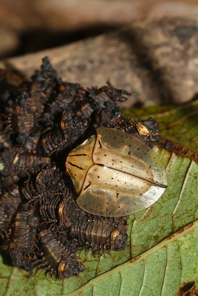 Acromis sparsa