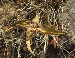 Kalanchoe daigremontiana image