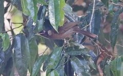 Bolemoreus frenatus