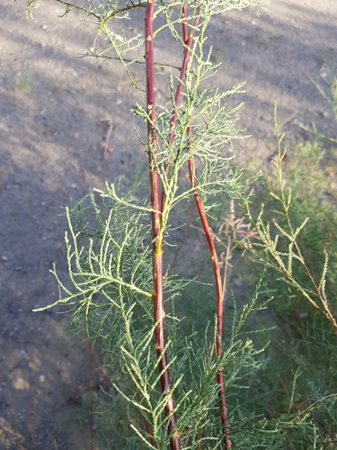 Tamarix karelinii (Tamarix karelinii)