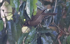 Bolemoreus frenatus