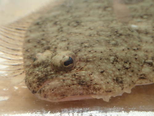 Deep flounder (Pseudorhombus arsius) — Paralichthyidae — 3