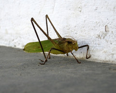 Tettigoniidae