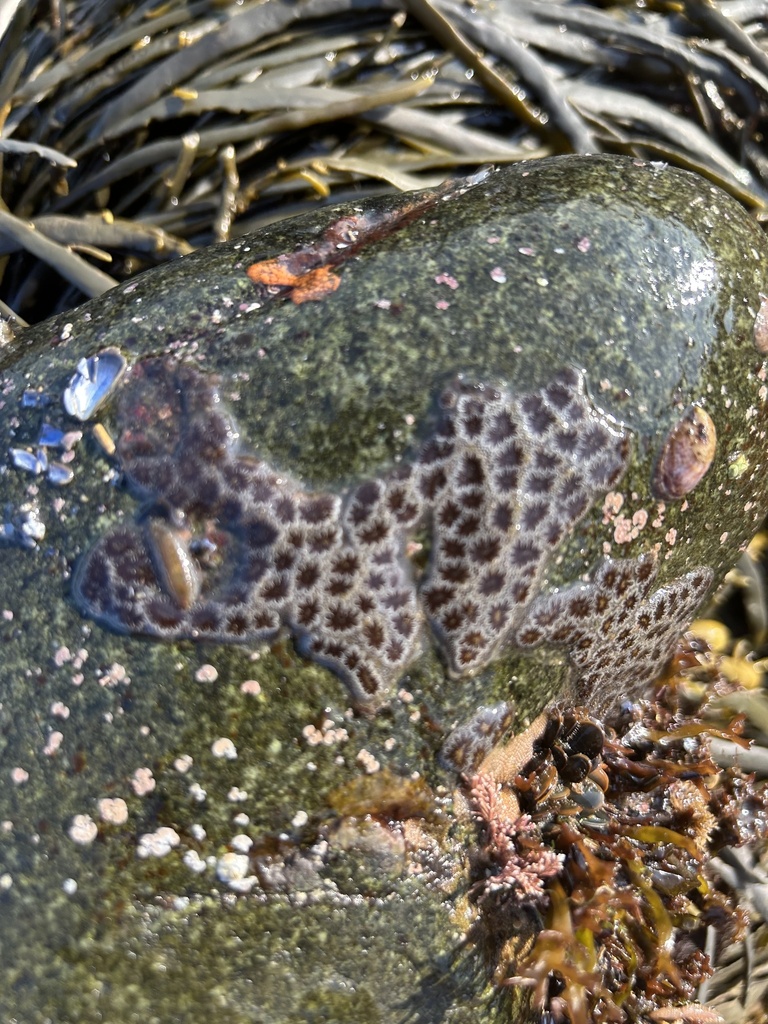 Star Tunicate from Nahant Bay, Nahant, MA, US on August 3, 2023 at 07: ...