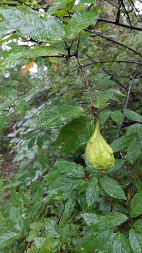 Calycanthus floridus