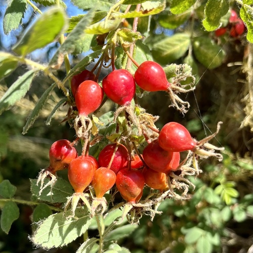 iNaturalist observation photo of California Wild Rose