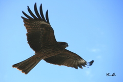 Milvus migrans lineatus