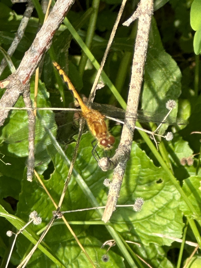 Meadowhawks from N Main St, Danby, VT, US on August 3, 2023 at 1034 AM