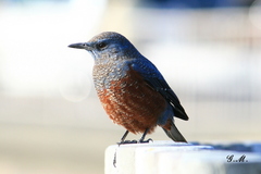 Monticola solitarius philippensis