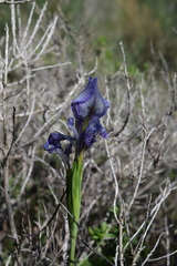 Iris douglasiana