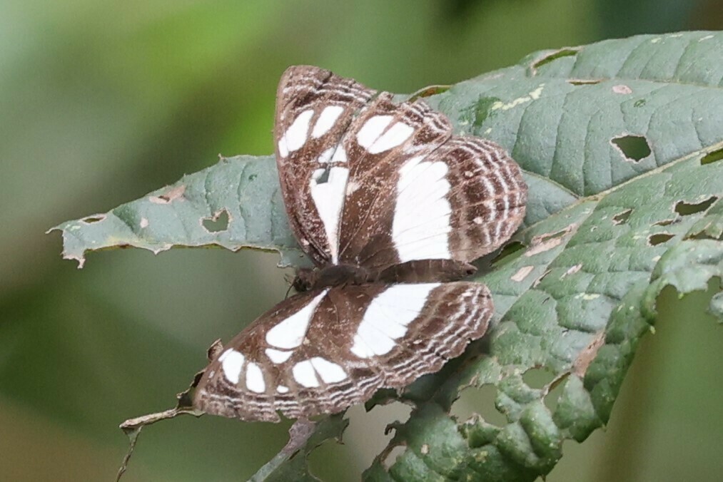 Neptis nicobule