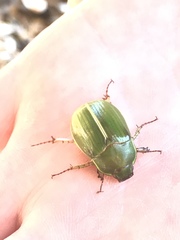 Stethaspis suturalis