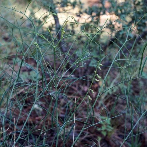 Image of Lathyrus graminifolius by (c) Andrew Tree, some rights reserved (CC BY)