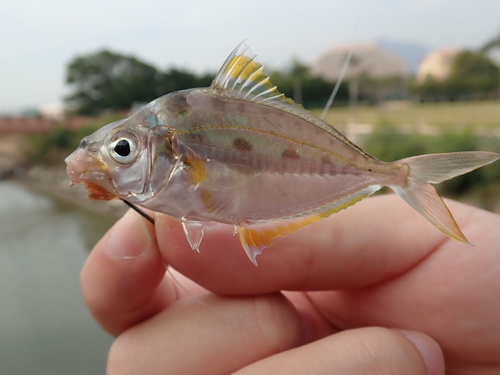 Oblong ponyfish (Nuchequula gerreoides) — Leiognathidae