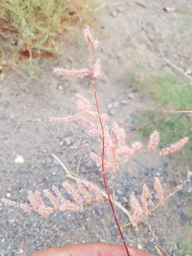 Tamarix karelinii (Tamarix karelinii)