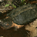 Apalachicola Alligator Snapping Turtle - Photo (c) Diana-Terry Hibbitts, some rights reserved (CC BY-NC), uploaded by Diana-Terry Hibbitts
