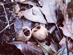 Glaucomys volans volans