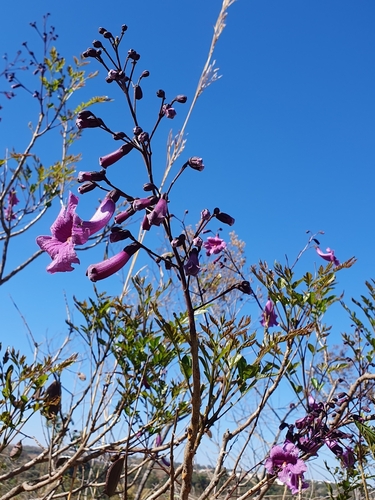 Jacaranda caroba (Jacaranda caroba)