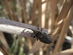 Sphenophorus australis