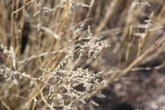 Eragrostis echinochloidea