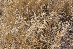 Eragrostis echinochloidea