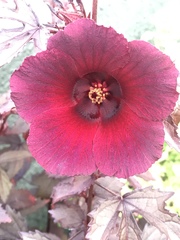 Hibiscus acetosella