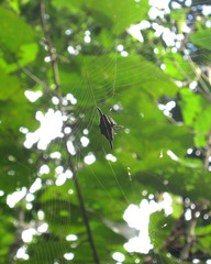 Gasteracantha diardi
