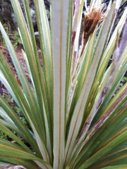 Celmisia armstrongii