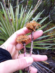 Celmisia armstrongii