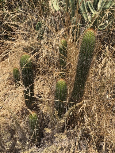 Soehrensia spachiana