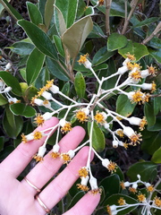 Brachyglottis elaeagnifolia