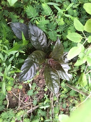 Nautilocalyx lynchii