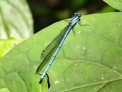 Argia medullaris