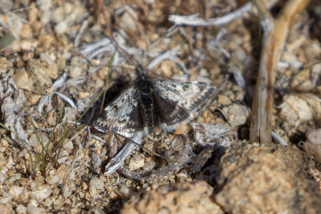 Loxostege quaestoralis