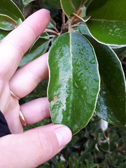 Brachyglottis elaeagnifolia