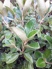 Brachyglottis elaeagnifolia