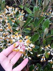 Brachyglottis elaeagnifolia