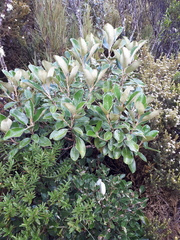 Brachyglottis elaeagnifolia