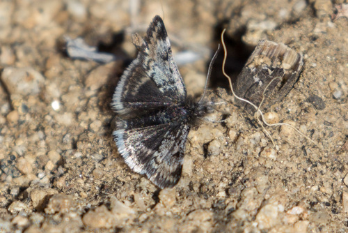 Loxostege quaestoralis