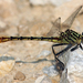 Dromogomphus armatus - Photo (c) Diana-Terry Hibbitts, μερικά δικαιώματα διατηρούνται (CC BY-NC), uploaded by Diana-Terry Hibbitts