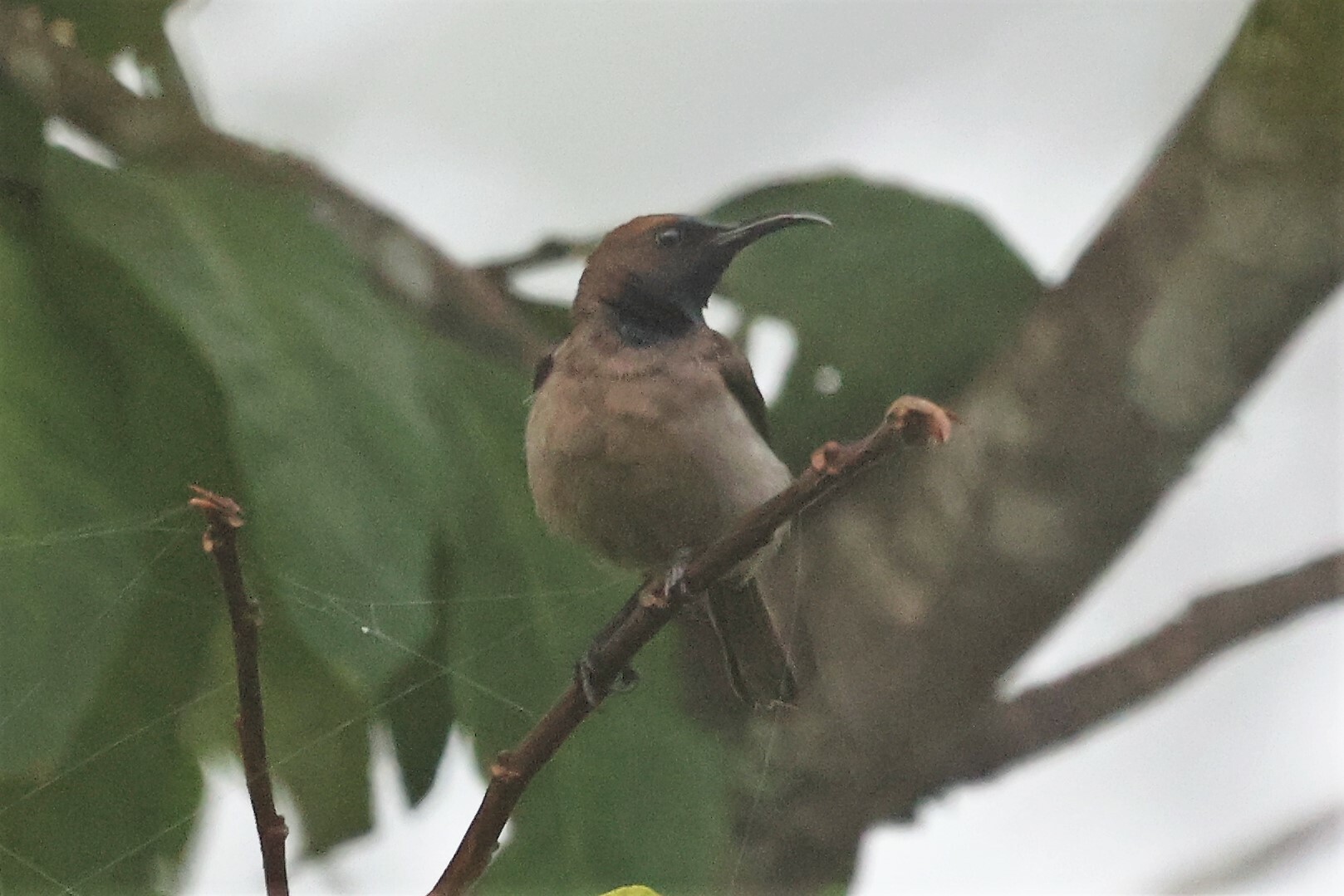 Blue-throated Brown Sunbird (Cyanomitra cyanolaema), photo 1